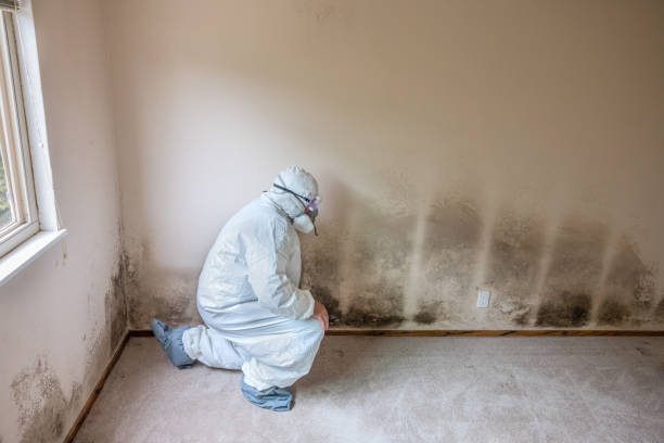 Best Black Mold Remediation in Pickens, SC